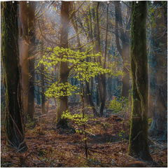 Shower Curtain - Misty Irish Spring Forest in Coole Park, County Galway - James A. Truett - Moods of Ireland - Irish Art