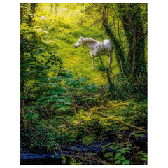 Print - White Horse in 40 Shades of Green, County Clare - James A. Truett - Moods of Ireland - Irish Art