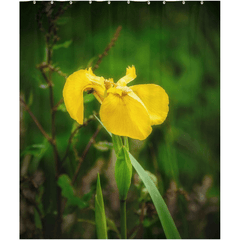 Shower Curtain - Fabulous Irish Flag Iris (Feileastram) Wildflowers, County Clare - James A. Truett - Moods of Ireland - Irish Art