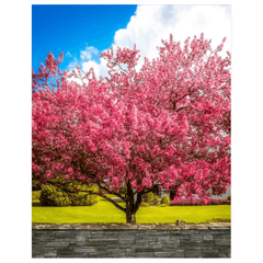 Print - Cherry Blossom Explosion, Ennis, County Clare - James A. Truett - Moods of Ireland - Irish Art