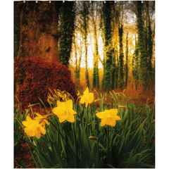 Shower Curtain - Spring Daffodils at Coole Park, County Galway, Ireland - James A. Truett - Moods of Ireland - Irish Art