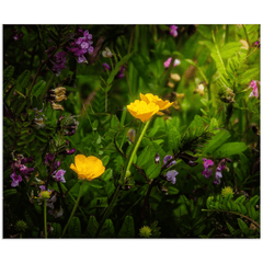 Print - Buttercups and other Wildflowers, County Clare - James A. Truett - Moods of Ireland - Irish Art