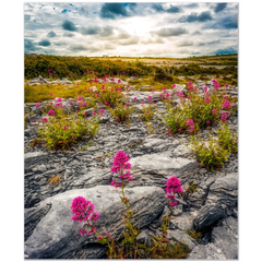 Print - Wild Valerian in Burren Landscape, County Clare