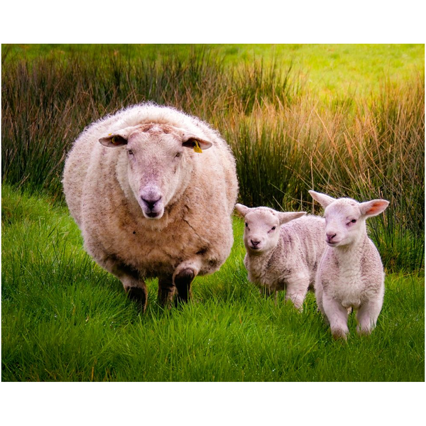 Print - Lambing Season in County Clare – Moods of Ireland