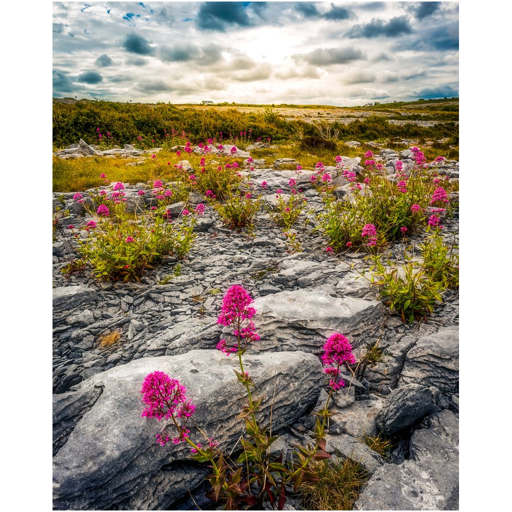 Print - Wild Valerian in Burren Landscape, County Clare