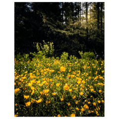 Print - Merry Meadow of Buttercups, County Clare - James A. Truett - Moods of Ireland - Irish Art