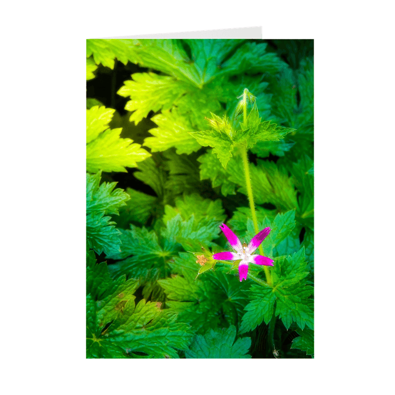 Folded Note Cards - Wildflower in Greenery, Tulla, County Clare - James A. Truett - Moods of Ireland - Irish Art