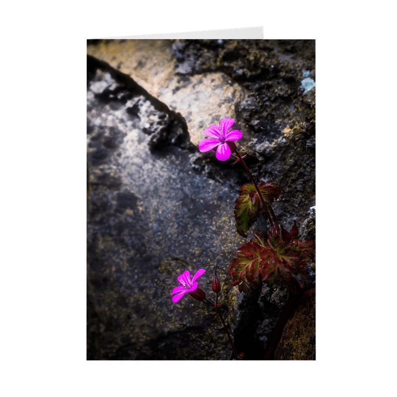 Folded Note Cards - Spring Wildflowers Emerging from Stone, County Clare - James A. Truett - Moods of Ireland - Irish Art