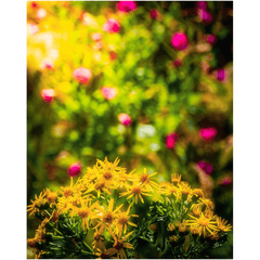 Print - Irish Wildflowers of Liscormick, County Clare - Moods of Ireland