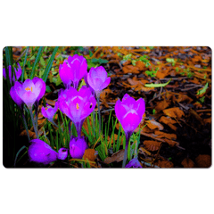 Desk Mat - Rebirth of Irish Spring Wildflowers - James A. Truett - Moods of Ireland - Irish Art