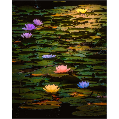 Print - Lilies in Dromoland Lough, County Clare