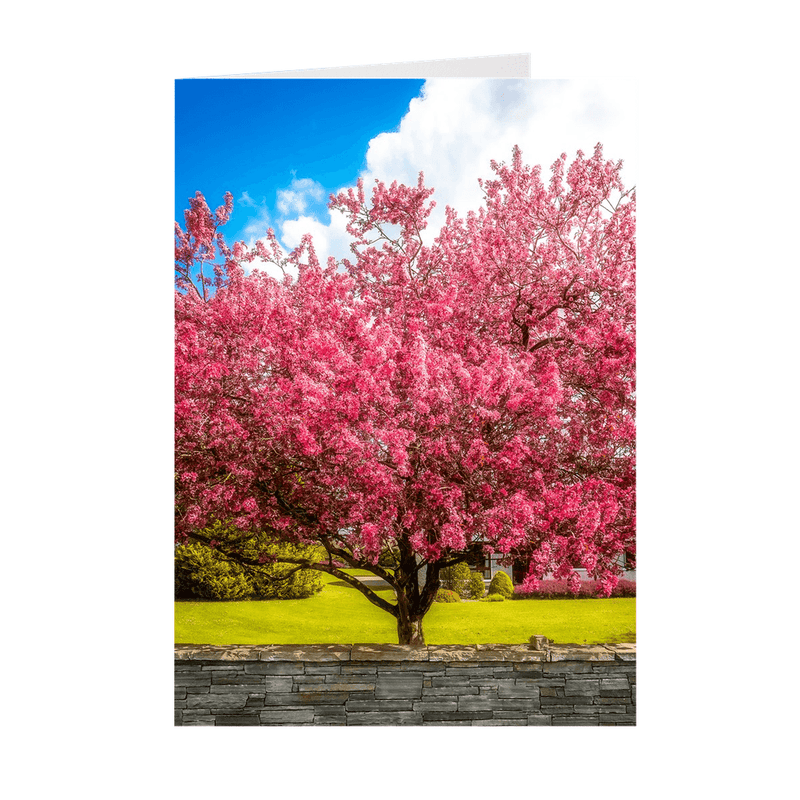 Folded Note Cards - Cherry Blossom Explosion, Ennis, County Clare - James A. Truett - Moods of Ireland - Irish Art