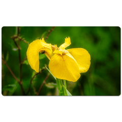 Desk Mat - Fabulous Irish Flag Iris (Feileastram) Wildflowers, County Clare - James A. Truett - Moods of Ireland - Irish Art