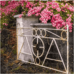 Shower Curtain - Gate with Pink Roses, Lissycasey, County Clare - James A. Truett - Moods of Ireland - Irish Art