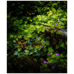 Print - A Carpet of Herb Robert Wildflowers, Ballylee, County Galway - James A. Truett - Moods of Ireland - Irish Art