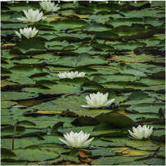 Shower Curtain - Water Lilies on Dromoland Lough, County Clare - James A. Truett - Moods of Ireland - Irish Art