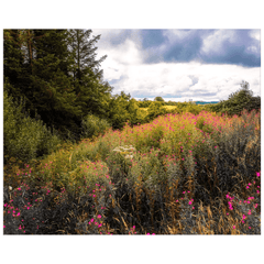 Print - Great Willowherb Wildflower Explosion, County Clare - James A. Truett - Moods of Ireland - Irish Art