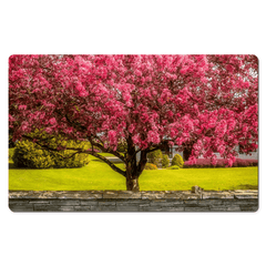 Desk Mat - Cherry Blossom Explosion, Ennis, County Clare - James A. Truett - Moods of Ireland - Irish Art