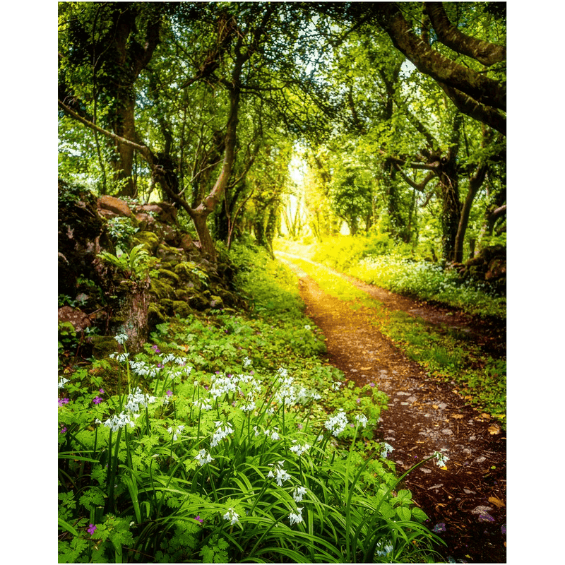 Print - County Clare path lined with Wild Garlic and Wildflowers - James A. Truett - Moods of Ireland - Irish Art