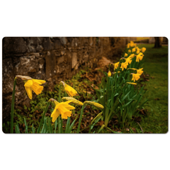 Desk Mat - Spring Daffodils, Kilrush, County Clare - James A. Truett - Moods of Ireland - Irish Art