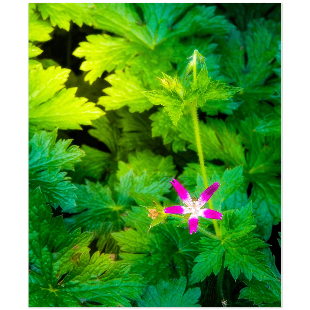 Print - Wildflower in Greenery, Tulla, County Clare - James A. Truett - Moods of Ireland - Irish Art