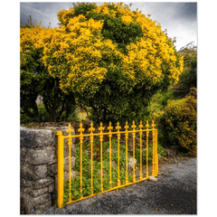 Print - Yellow Gate & Tree, Ballyvaughan, County Clare - Moods of Ireland