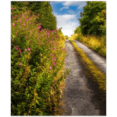 Print - Roadside Wildflowers at Kilkerin Point, County Clare - Moods of Ireland