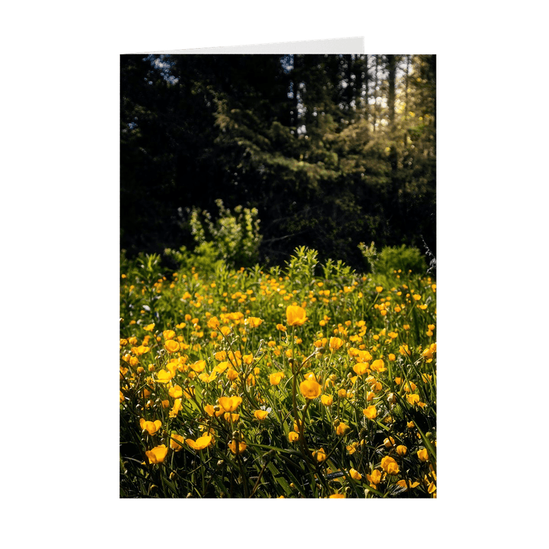 Folded Note Cards - Merry Meadow of Buttercups, County Clare - James A. Truett - Moods of Ireland - Irish Art