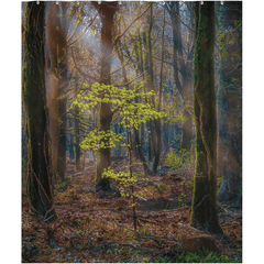 Shower Curtain - Misty Irish Spring Forest in Coole Park, County Galway - James A. Truett - Moods of Ireland - Irish Art