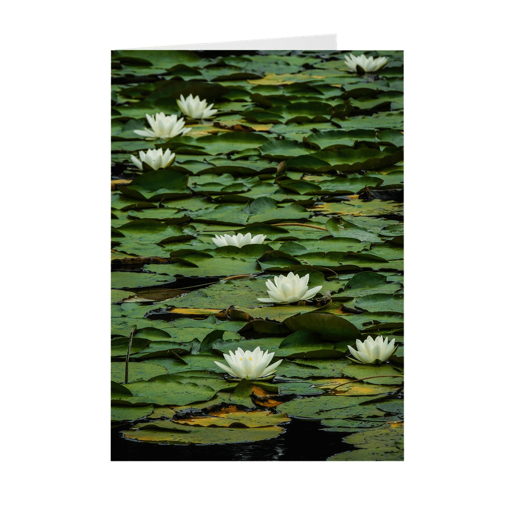 Folded Note Cards - Water Lilies on Dromoland Lough, County Clare - James A. Truett - Moods of Ireland - Irish Art