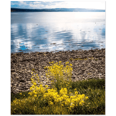 Print - Yellow Flowers on Shannon Estuary Shores, County Clare - James A. Truett - Moods of Ireland - Irish Art