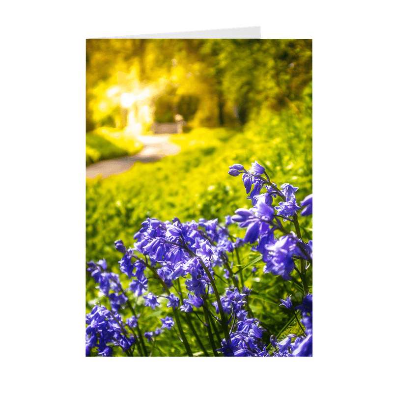 Folded Note Cards - Irish Bluebells in Spring Sun, County Clare - James A. Truett - Moods of Ireland - Irish Art