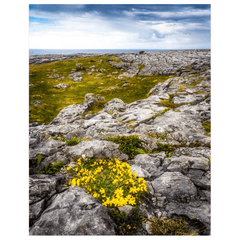 Print - Gorse in the Rugged Burren Limestone