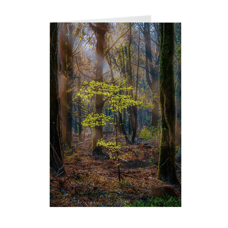 Folded Note Cards - Misty Irish Spring Forest in Coole Park, County Galway - James A. Truett - Moods of Ireland - Irish Art