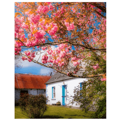 Print - Cherry Blossoms and Irish Cottage, County Clare - James A. Truett - Moods of Ireland - Irish Art