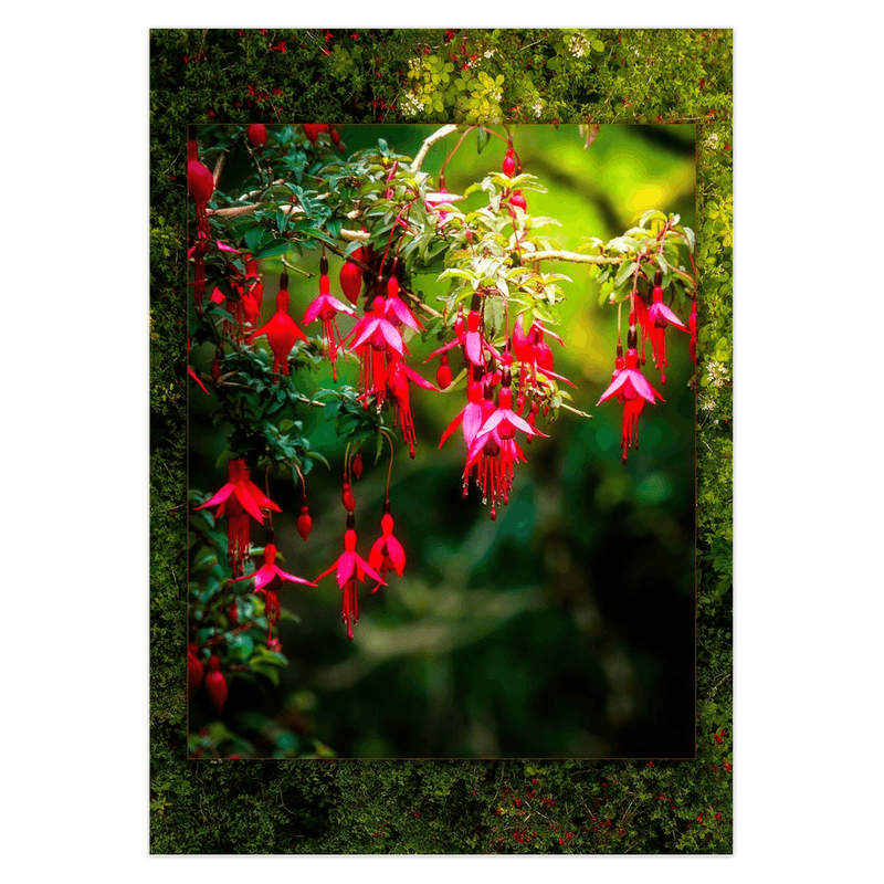 Folded Note Cards - Vibrant Fuchsias on a Hillside, County Clare - James A. Truett - Moods of Ireland - Irish Art