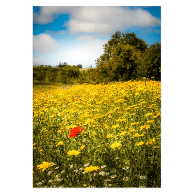 Folded Note Cards - Red Poppy in Yellow Wildflower Meadow, Ballynacally, County Clare - James A. Truett - Moods of Ireland - Irish Art