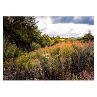 Folded Note Cards - Great Willowherb Wildflower Explosion, County Clare - Moods of Ireland