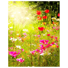 Print - Wildflower Chorus Serenading the Sun, County Clare - James A. Truett - Moods of Ireland - Irish Art