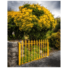 Print - Yellow Gate & Tree, Ballyvaughan, County Clare - Moods of Ireland