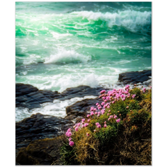 Print - Seaside Sea Pinks at Loop Head, County Clare