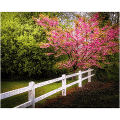Puzzle - Cherry Blossoms and White-washed Fence, County Clare - James A. Truett - Moods of Ireland - Irish Art
