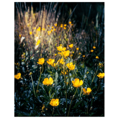 Print - Buttercups in the Irish Countryside - James A. Truett - Moods of Ireland - Irish Art