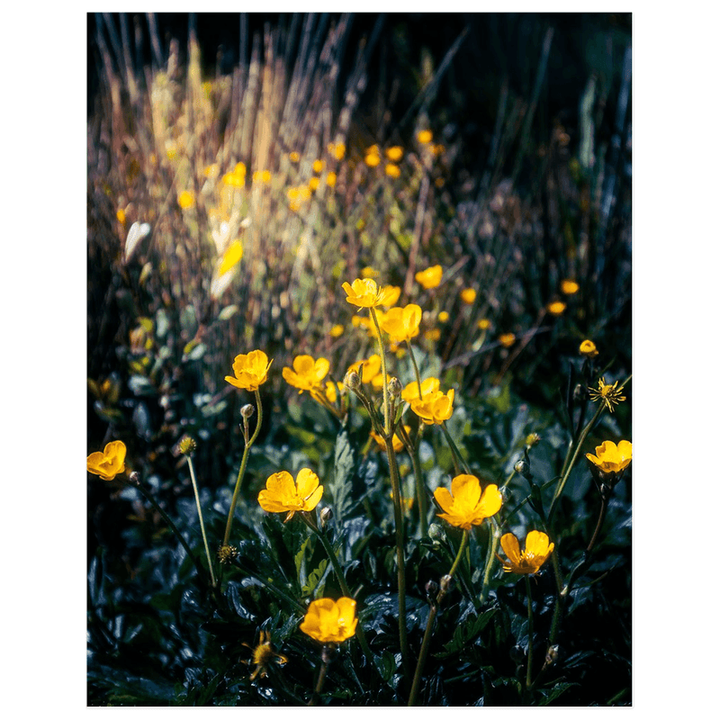 Print - Buttercups in the Irish Countryside - James A. Truett - Moods of Ireland - Irish Art