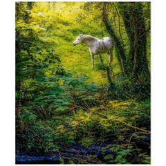Print - White Horse in 40 Shades of Green, County Clare - James A. Truett - Moods of Ireland - Irish Art