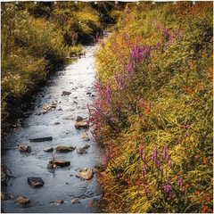 Shower Curtain - Late Summer Symphony of Colours, County Clare - Moods of Ireland