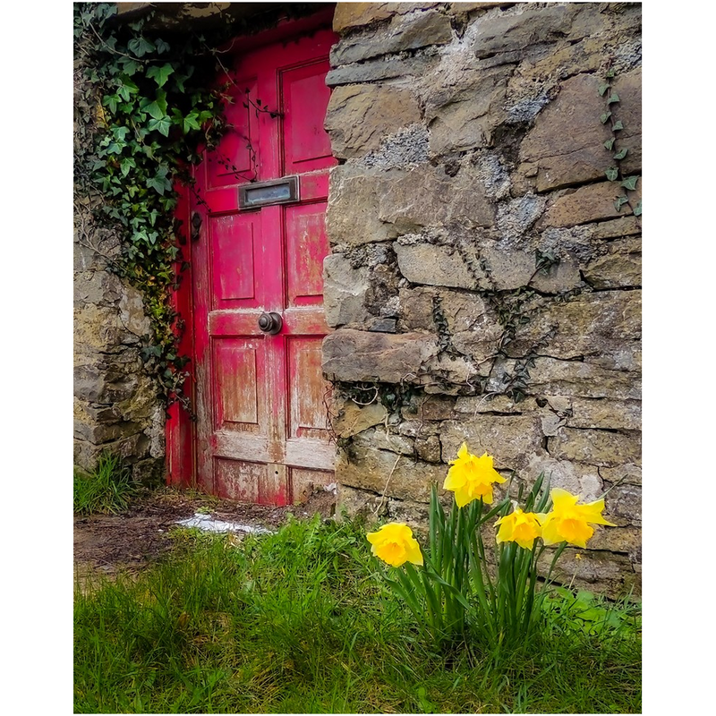 Print - Daffodils Outside Irish Cottage, Kilrush, County Clare - James A. Truett - Moods of Ireland - Irish Art