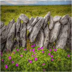 Shower Curtain - Bloody Cranes-bill Wildflowers in the Burren - James A. Truett - Moods of Ireland - Irish Art