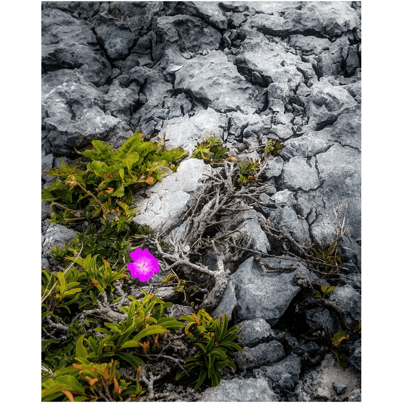 Print - Lone Wildflower in the Burren Limestone - James A. Truett - Moods of Ireland - Irish Art