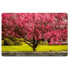 Desk Mat - Cherry Blossom Explosion, Ennis, County Clare - James A. Truett - Moods of Ireland - Irish Art